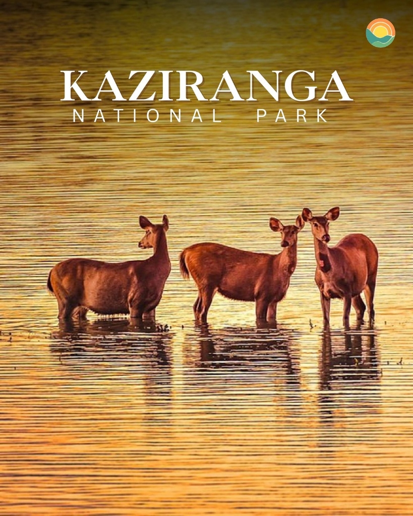 Kaziranga National Park Rhino